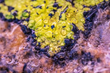 Yıpranmış kaya yüzeyinde canlı liken.