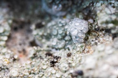 Yıpranmış kaya yüzeyinde canlı liken.