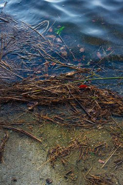 Yüzen kamış ve rıhtımdan ayrılıyor..