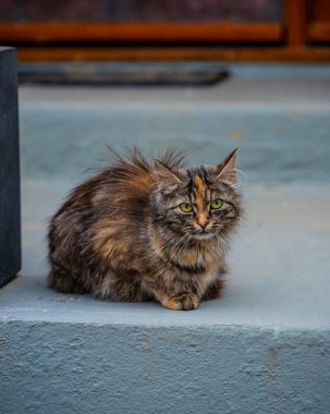 fluffy stray cat sitting on concrete steps. clipart