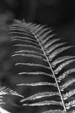 eğreltiotu yaprağının siyah ve beyaz yakın çekimi.