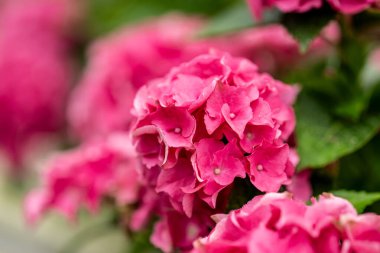 Yakın plan pembe ortanca çiçekleri bulanık arka plan.