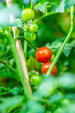 Yazın sonunda olgun sarı domatesler.