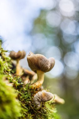 Ağaç gövdesinde yetişen bal mantarı Armillaria mellea
