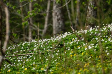 Ormanda ilkbaharda Anemonoides Nemorosa