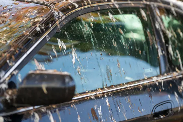 Kuş pisliğiyle kaplı siyah bir araba.