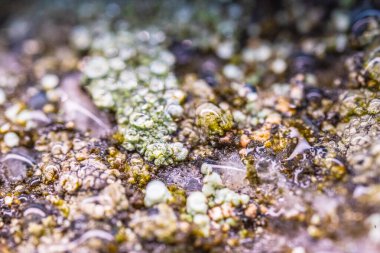 Yıpranmış kaya yüzeyinde canlı liken