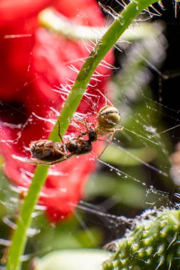 Küçük örümcek, tuzağa düşmüş bir böceğe saldırarak bir çiçek sapının üzerinde ağ örüyor..