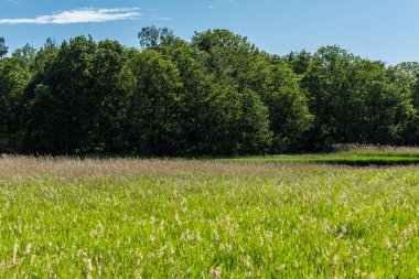 Küçük bir ormanın yanındaki çim tarlası..