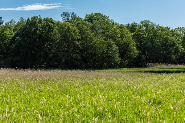 Küçük bir ormanın yanındaki çim tarlası..