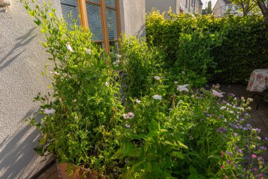 Bahçedeki papaver rhoeas çiçekleri.