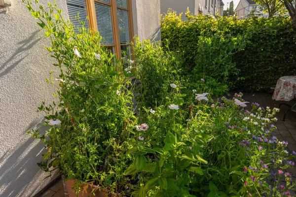 Bahçedeki papaver rhoeas çiçekleri.