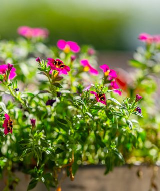 canlı pembe petunya çiçekleri gün ışığında