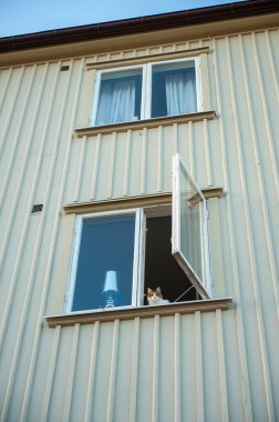 kedi apartmandaki açık pencereden dışarı bakıyor.