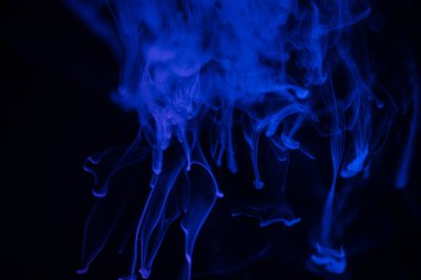 Siyah arkaplanda mavi soyut duman filizleri