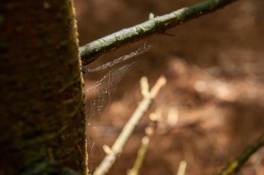 Örümcek ağı gün ışığında parlıyor
