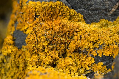 Kayaların üzerinde yetişen sarı liken yakın plan.