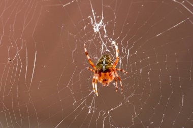 Bir Avrupa bahçe örümceği, Araneus diadematus, ağıyla..