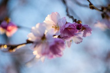 pembe kiraz ağaçları çiçek
