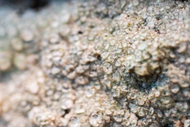 Yıpranmış kaya yüzeyinde canlı liken