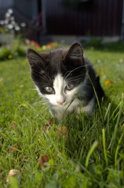 Siyah beyaz kedi kameraya tuhaf bir şekilde bakıyor..
