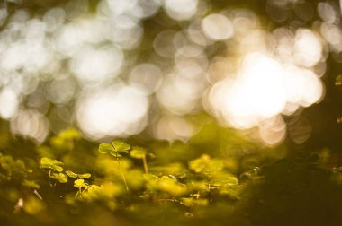 Yonca bitkileri alçak güneş altında orman zemininde.