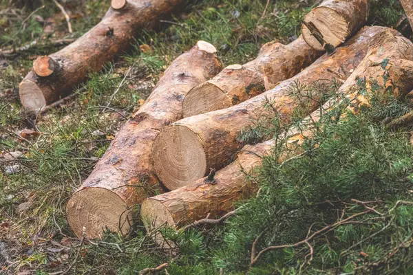 Ormanda kesilmiş bir ağaç.