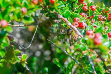 Kırmızı böğürtlenler arasında örümcek ağı