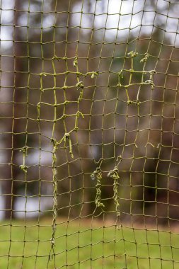Yırtık futbol ağı ve yıpranmış düğümler.