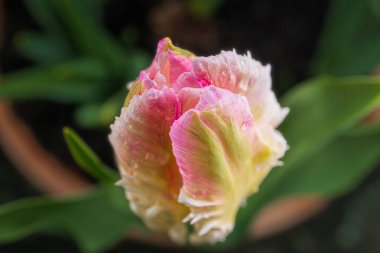 Kapalı lale çiçeğinin en üst manzarası