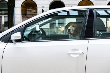 Köpek sürücüsü bir sonraki yolcu için arabada bekliyor.