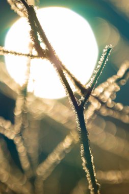 Soğuk ve güneşli bir günde kamışların üzerinde kar kristalleri