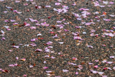 Asfaltta pembe kiraz çiçekleri.