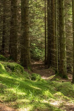 Yeşil bir ormanda yol