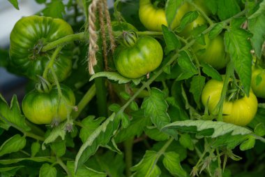 Bahçede yetişen yeşil domatesler