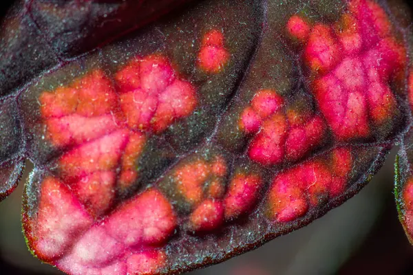 Isırgan otu yaprağının detayları, Plectranthus scutellarioides.