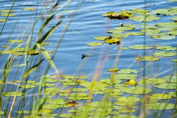 Yavaş solucan Anguis gölde yüzüyor.