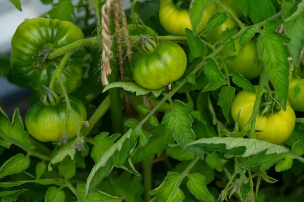 Bahçede yetişen yeşil domatesler