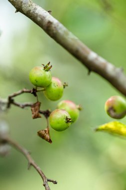 Ağaçtan sarkan küçük elmalar