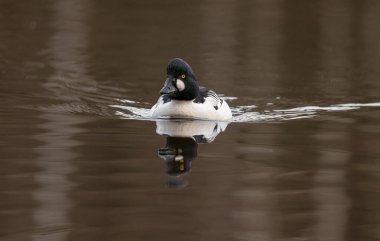 Gölde yüzen sıradan bir Goldeneye ördeği