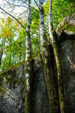 Büyük bir kayanın yanında büyüyen üç huş ağacı.