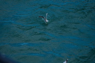 Denizde balık tutan martılar