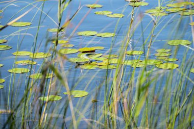 Yavaş solucan Anguis gölde yüzüyor.