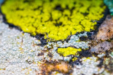 Yıpranmış kaya yüzeyinde canlı liken