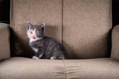 Genç kedi sandalyede oynuyor.