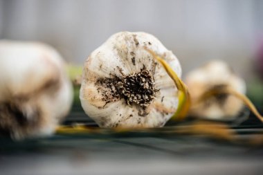 Taze toplanmış sarımsak bitkileri kurutulmaya hazır.