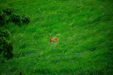 Roe geyiği yeşil çayırda sessizce dinleniyor
