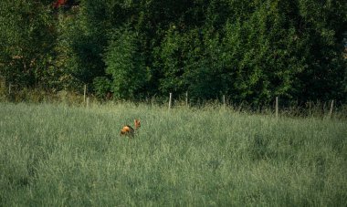 Geyik uzun yeşil çayırlarda duruyor.
