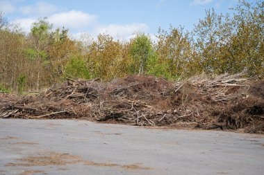 Orman kenarına yakın kuru dal ve dal yığınları.