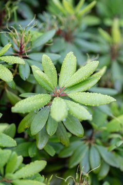 Çiyli yeşil yapraklar yemyeşil bir bahçede.